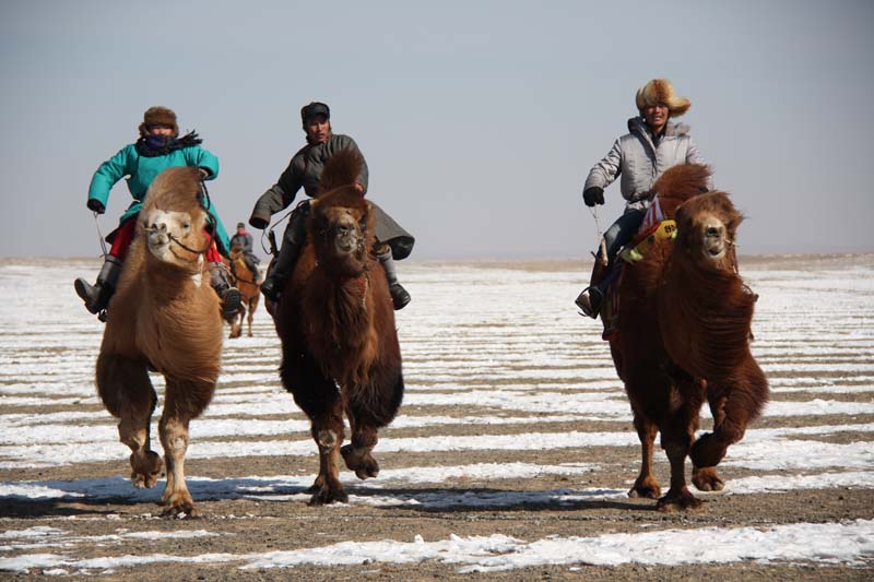 camel festival